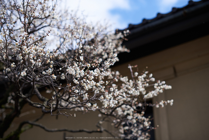 コシナさんの事業所へ行ってきました ／ CARL ZEISS Milvus 2/35 with